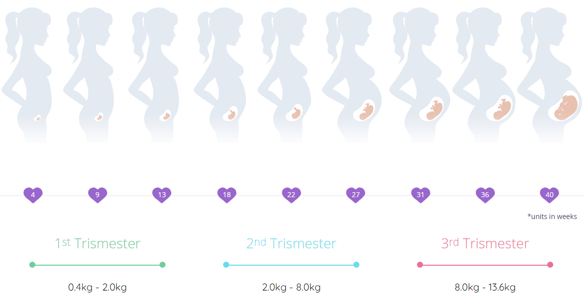 Surrogacy with frozen embryo transfer (FET)-Trimester Chart